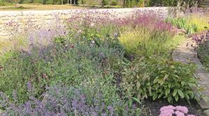 Nepeta and Sedum